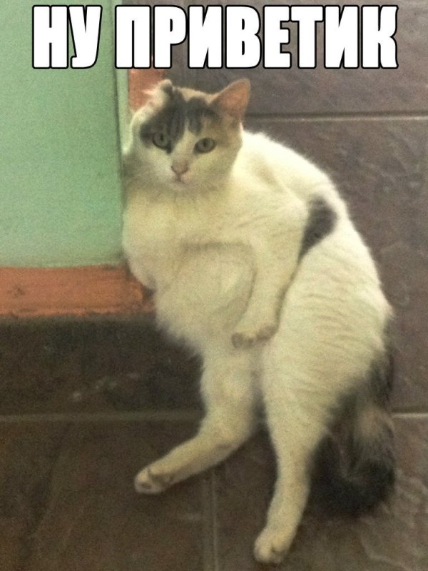 Ну привет кот