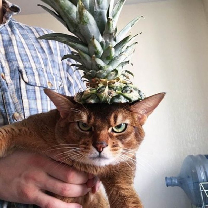 Кот и ананас фото