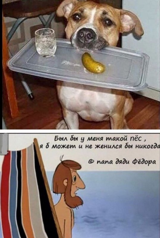 Смешные картинки про собак с надписями