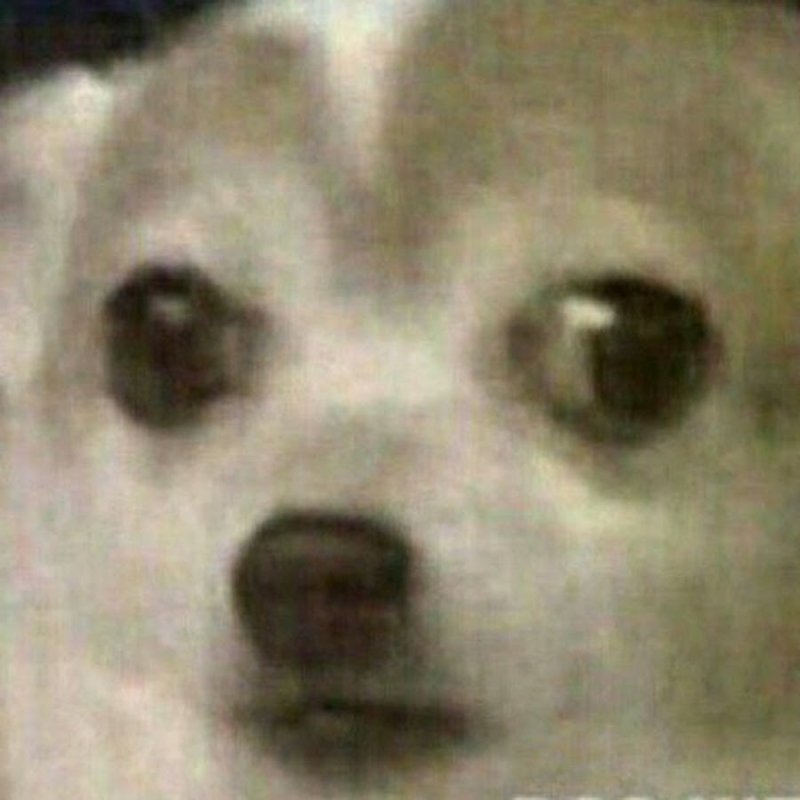 Буэнос Диас педриас чихуахуа