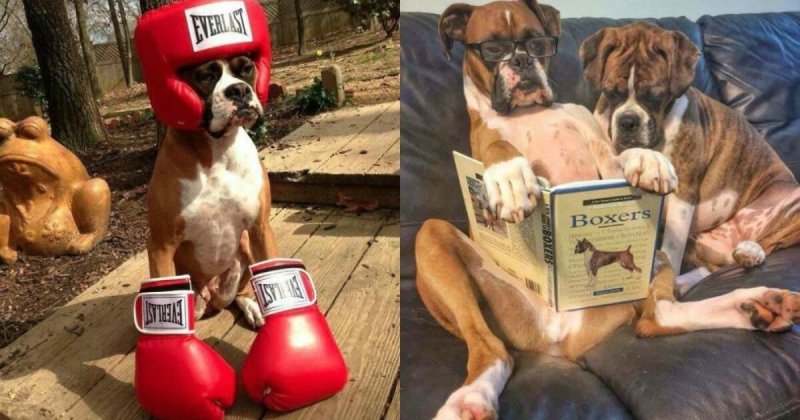 Смешные собаки боксеры