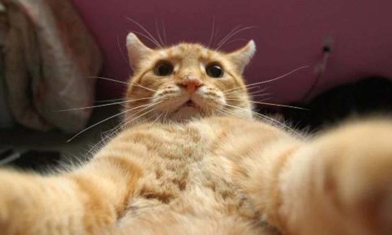 Кот Джонни Кэтсвилл