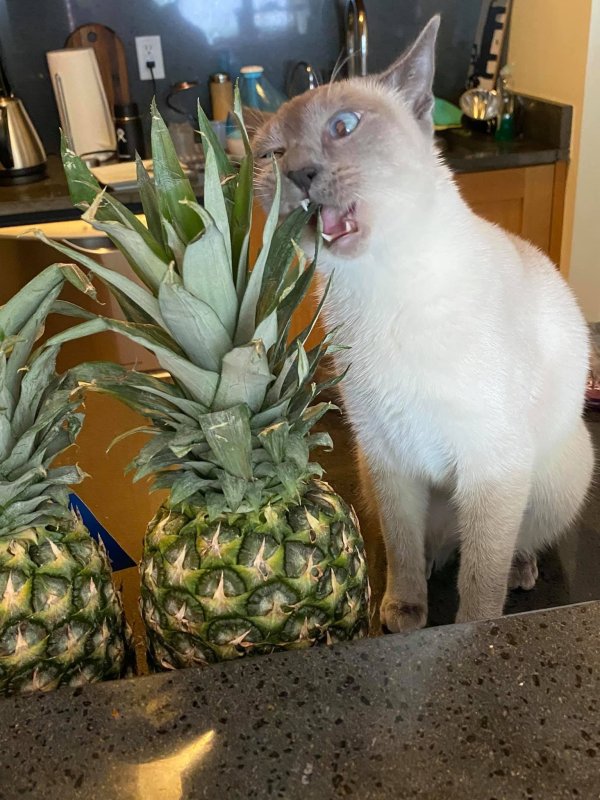 Кот с ананасом на голове