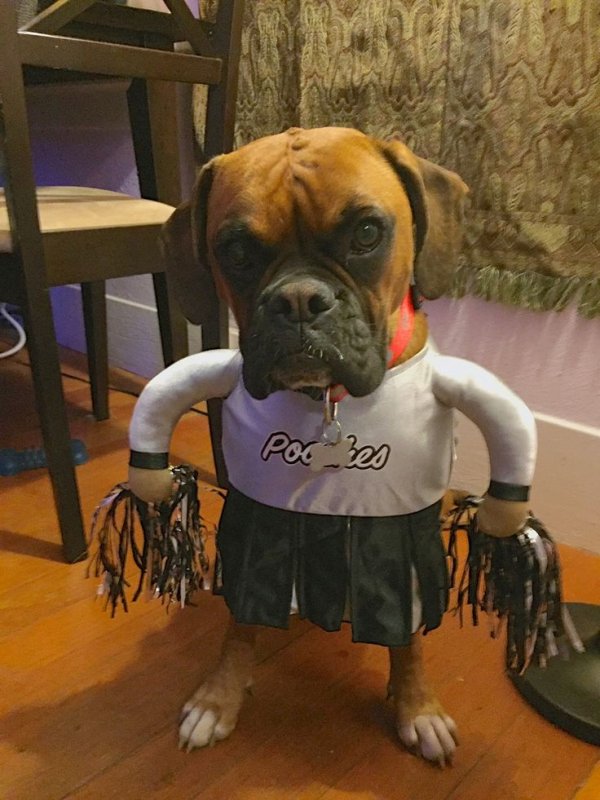 Боксер собака приколы