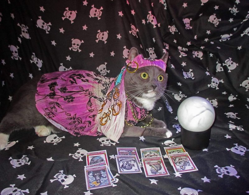 Кот гадалка