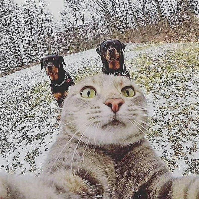 Селфи кота Мэнни