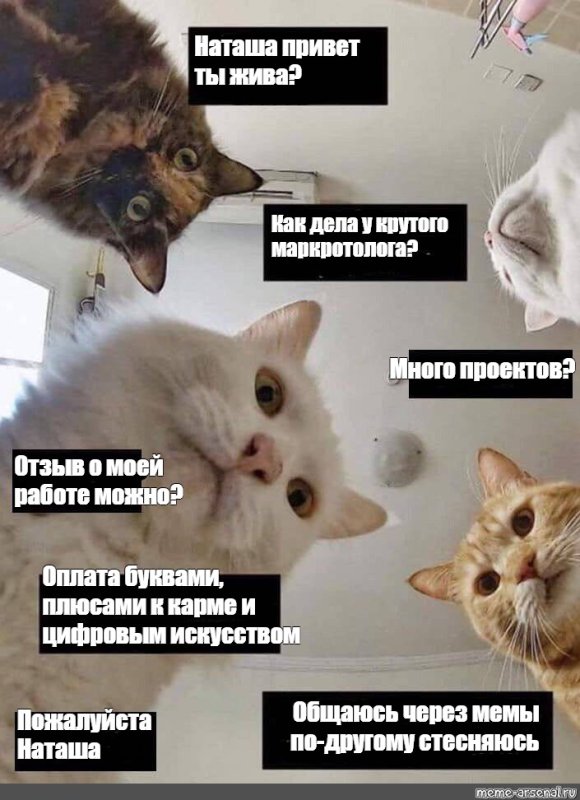 Живые коты мемы