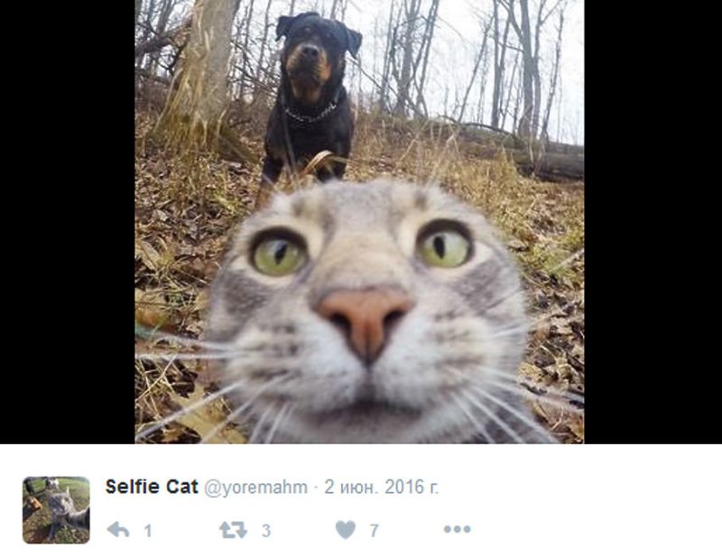 Кот селфи