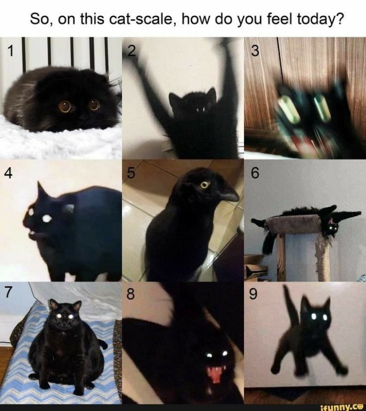Мемы с черными котами