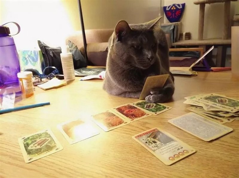 Кот гадалка