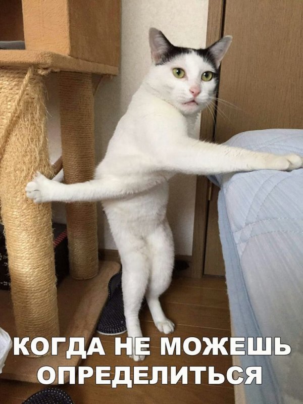 Котики смешные