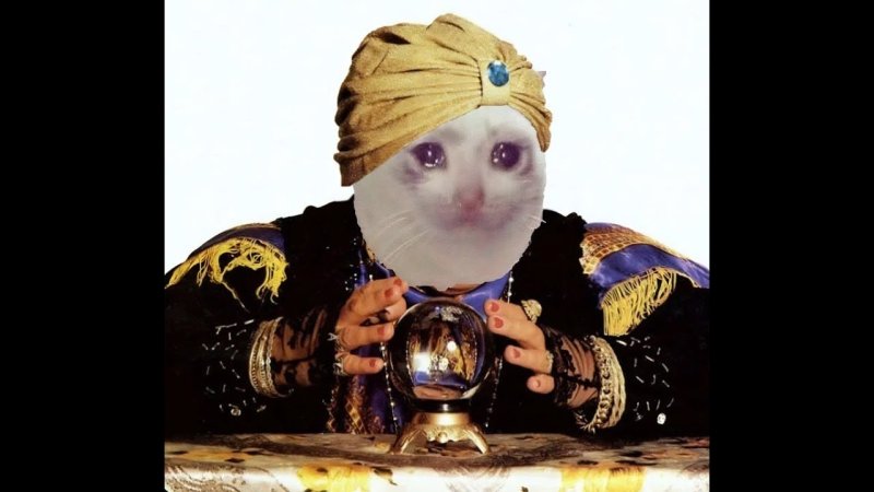 Кот гадатель