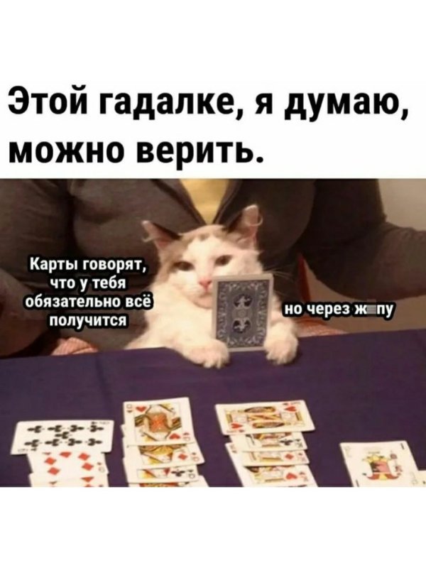 Кот гадает