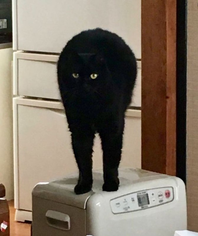 Странный кот