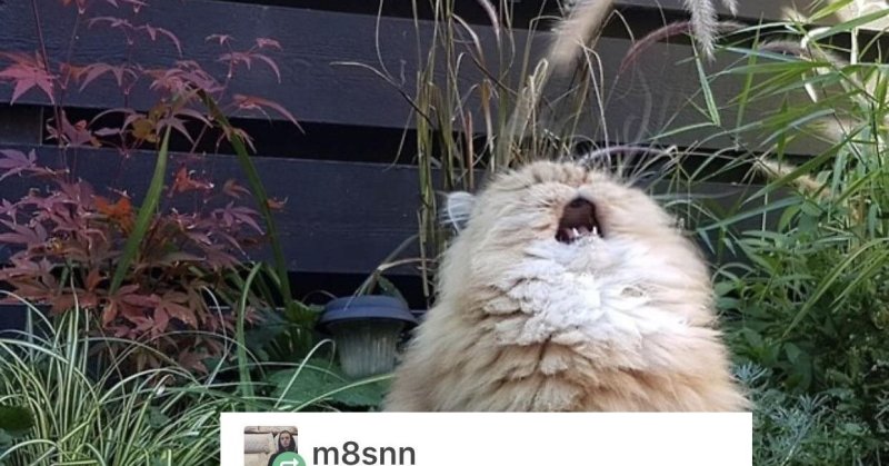 Кот орет ааааа