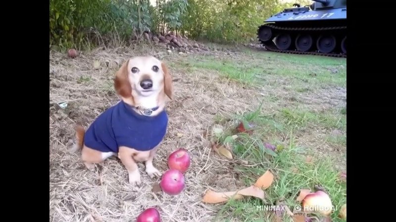 Собака queries