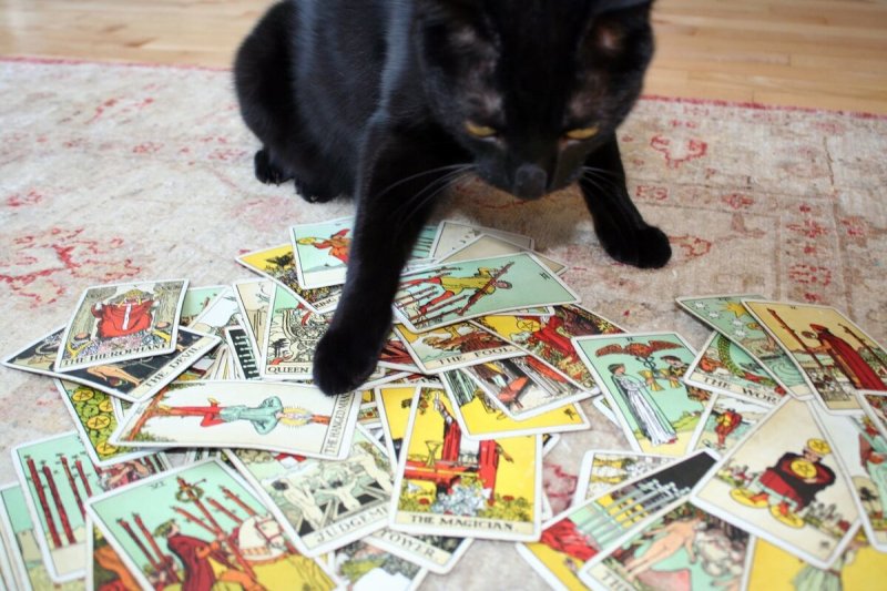 Кот таролого