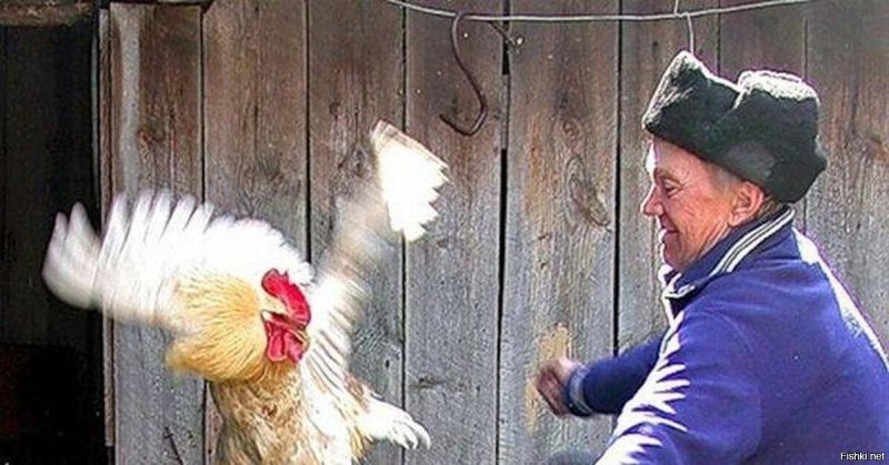 Пинок петуху