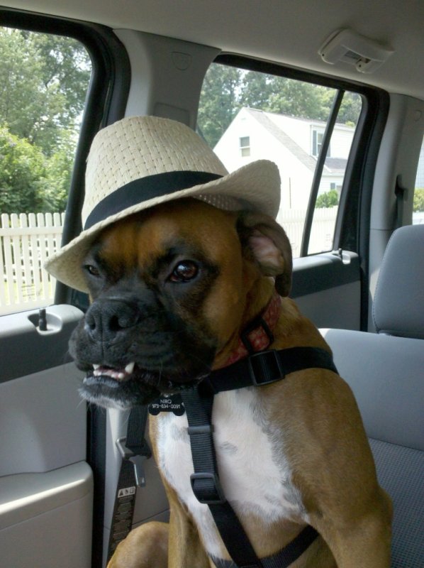 Боксер собака приколы