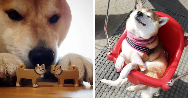 Собака с двумя игрушками