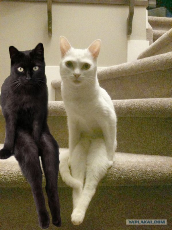 Упоротые коты