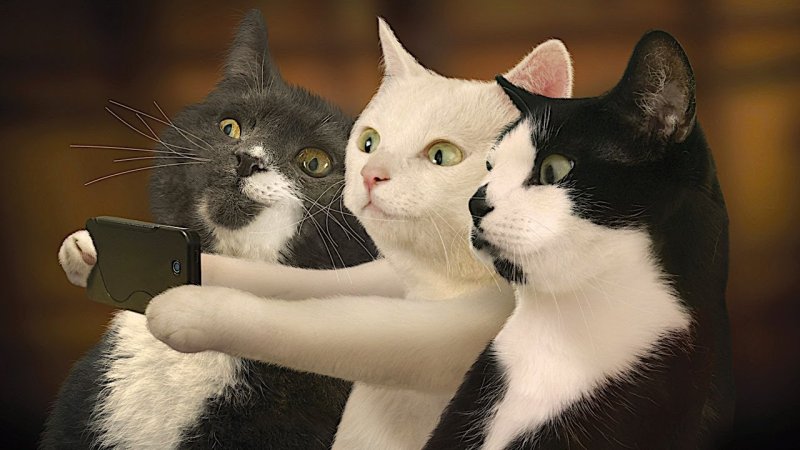 Парные котики