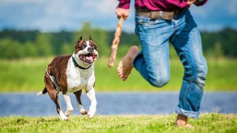 Американский стаффордширский терьер бег