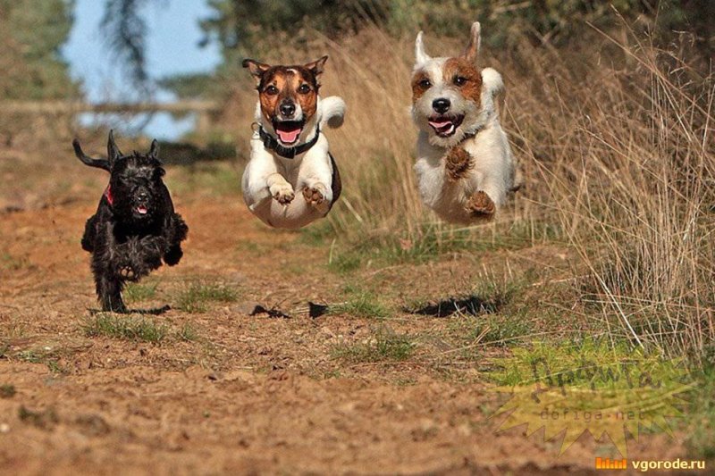 Смешная собака бежит