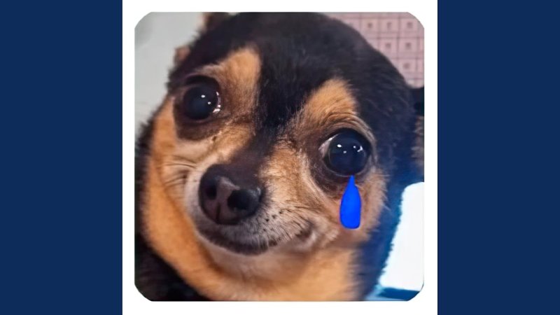 Собака с мема