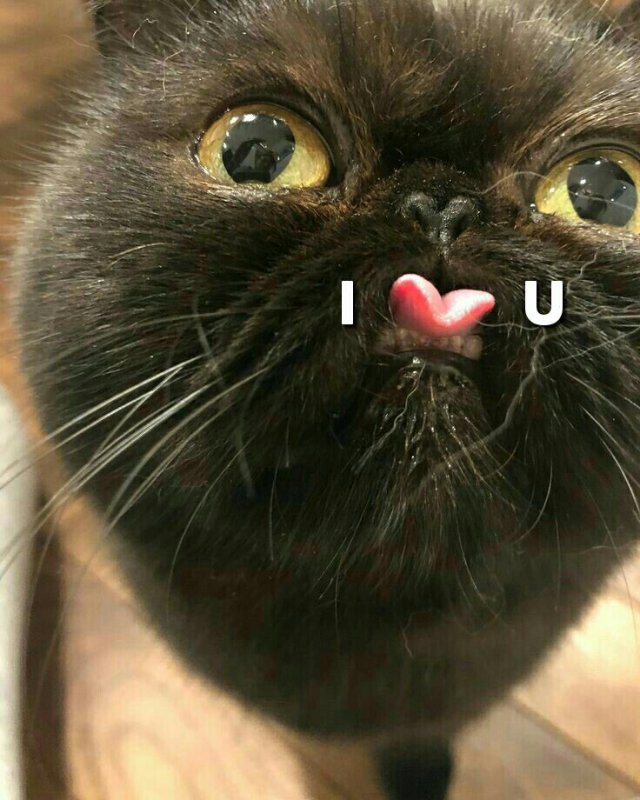 Котик с высунытым ежиком