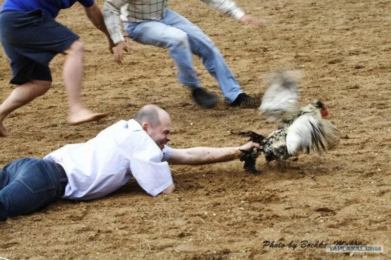 Люди бегают за курицами