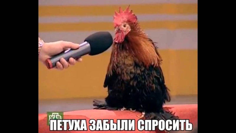 Мем петуха забыли спросить