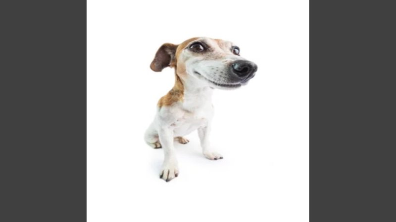 Собака с кеглей