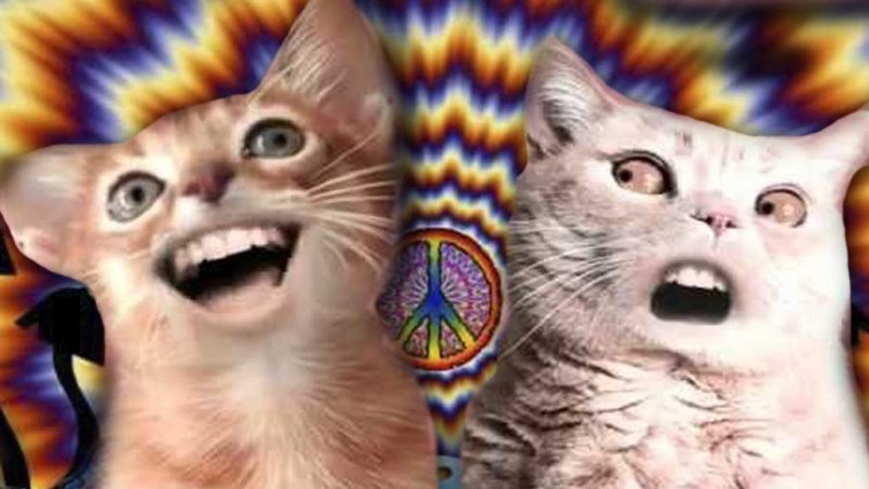 Упоротые коты