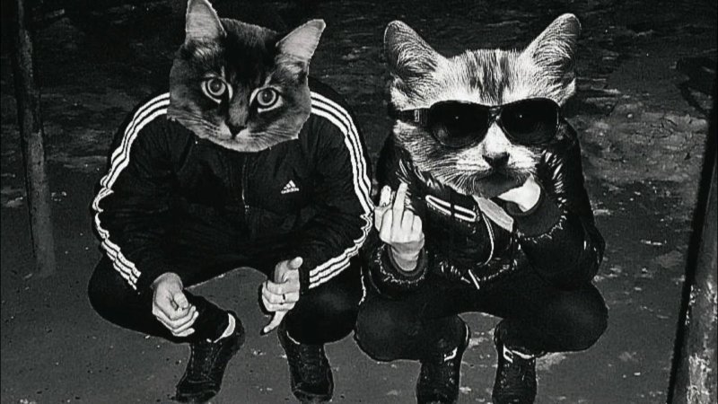 Три КРУТЫХ кота