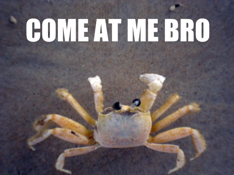 Мемы с крабами