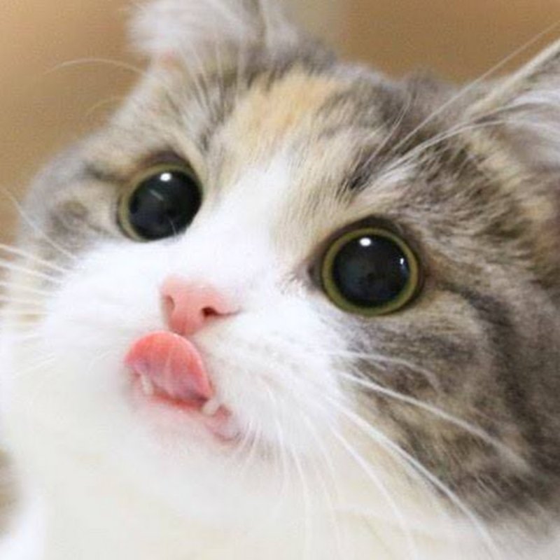 Котик с сердечком