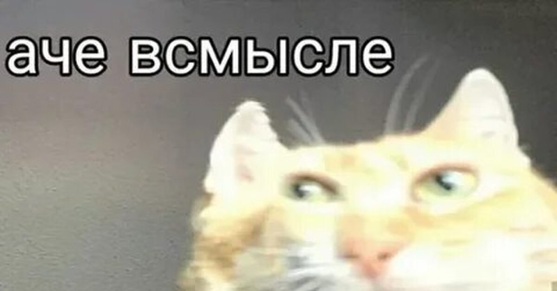 Коты мемы