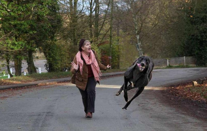 Собака убегает на прогулке