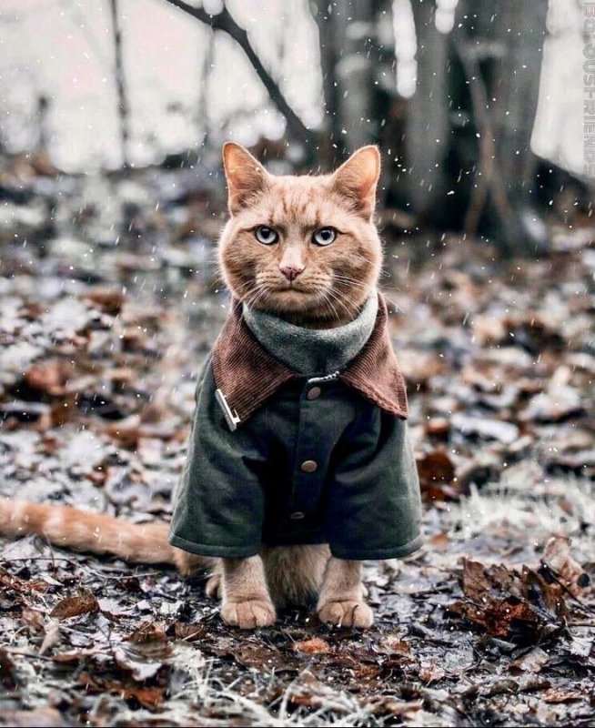 Кот в куртке