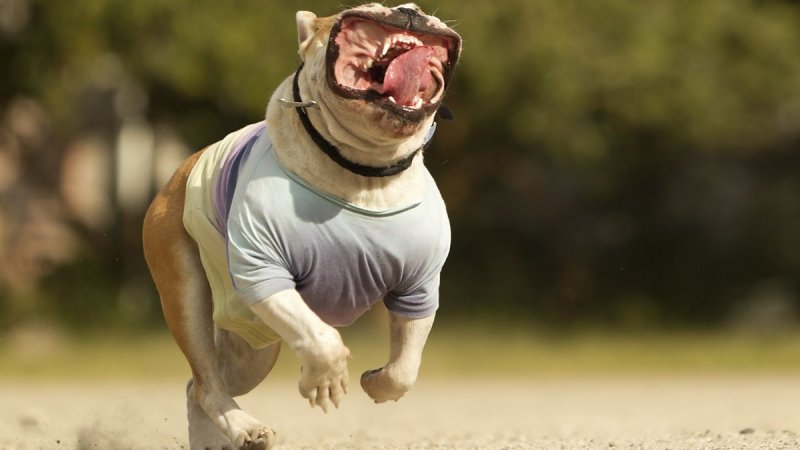 Собака убегает