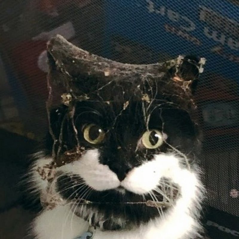 Котик в паутине