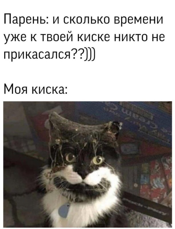 Киска прикол