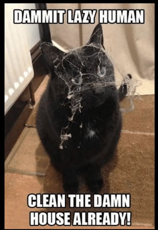 Кот в паутине