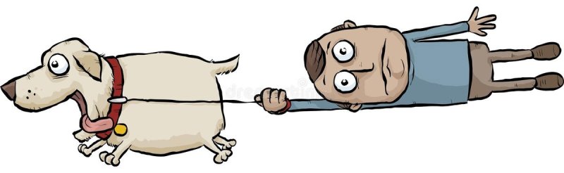 Собака тянет хозяина