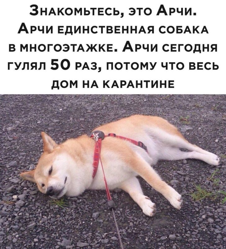 Прогулка с собакой юмор