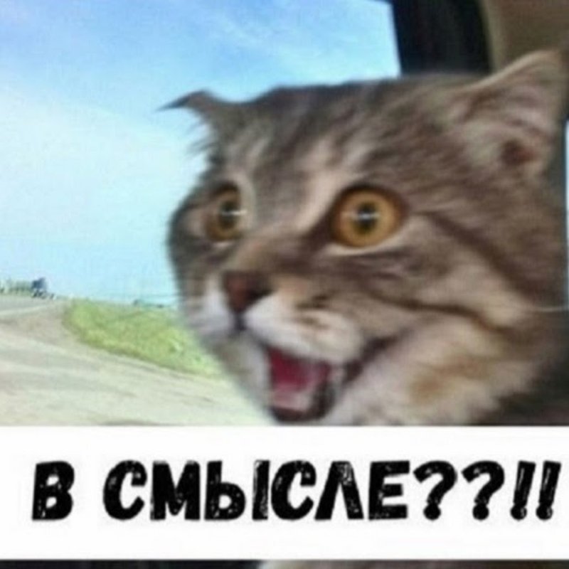 Всмысле кот