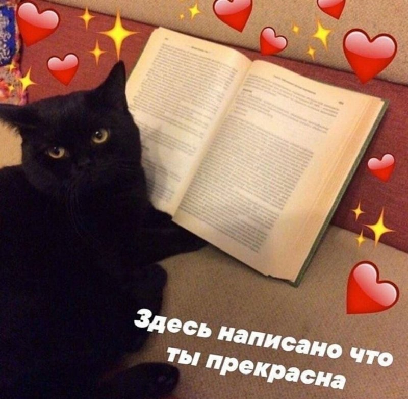 Кот с книгой