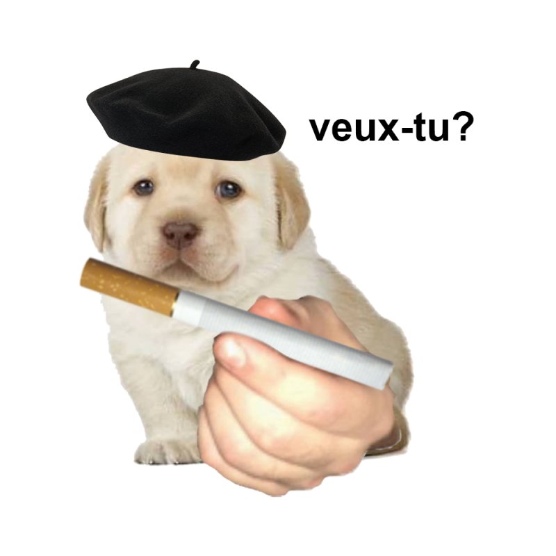 Мемы с собачками