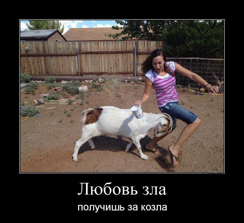 Любовь зла полюбишь и козла